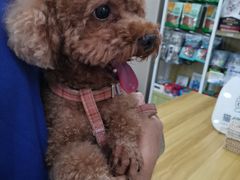 -瑞鹏宠物医院·普外科·影像科·皮肤科(城市山谷分院)