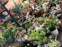-双季花艺园艺市场(浦东店)