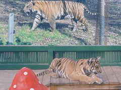 -秦皇岛野生动物园