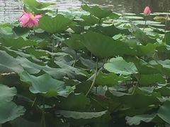-前关湿地公园