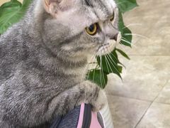 -美联众合动物医院·24h转诊中心