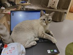 -猫和宫(六道口店)
