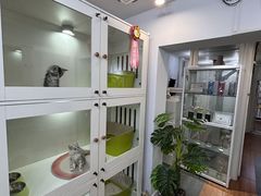 -青奢宠物·青奢猫舍