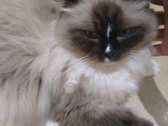 -藏猫猫咖啡主题馆(中央大道店)