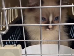 -创凡宠物医院·骨专科  猫科中心(西乡分院)