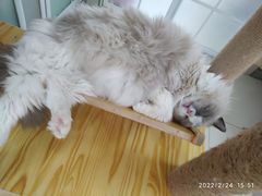 -鼓捣猫呢主题猫咖店