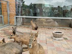-西霞口神雕山野生动物世界