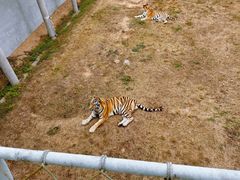 -西霞口神雕山野生动物世界
