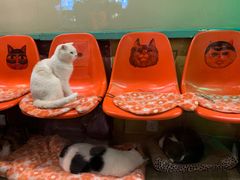 -猫咪博物馆(顶澳仔猫街店)