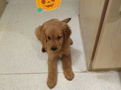 -宠颐生动物医院·心脏科·保险定点(锦阳分院)