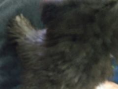 -翊宠yipet猫狗购宠庄园犬舍•猫舍