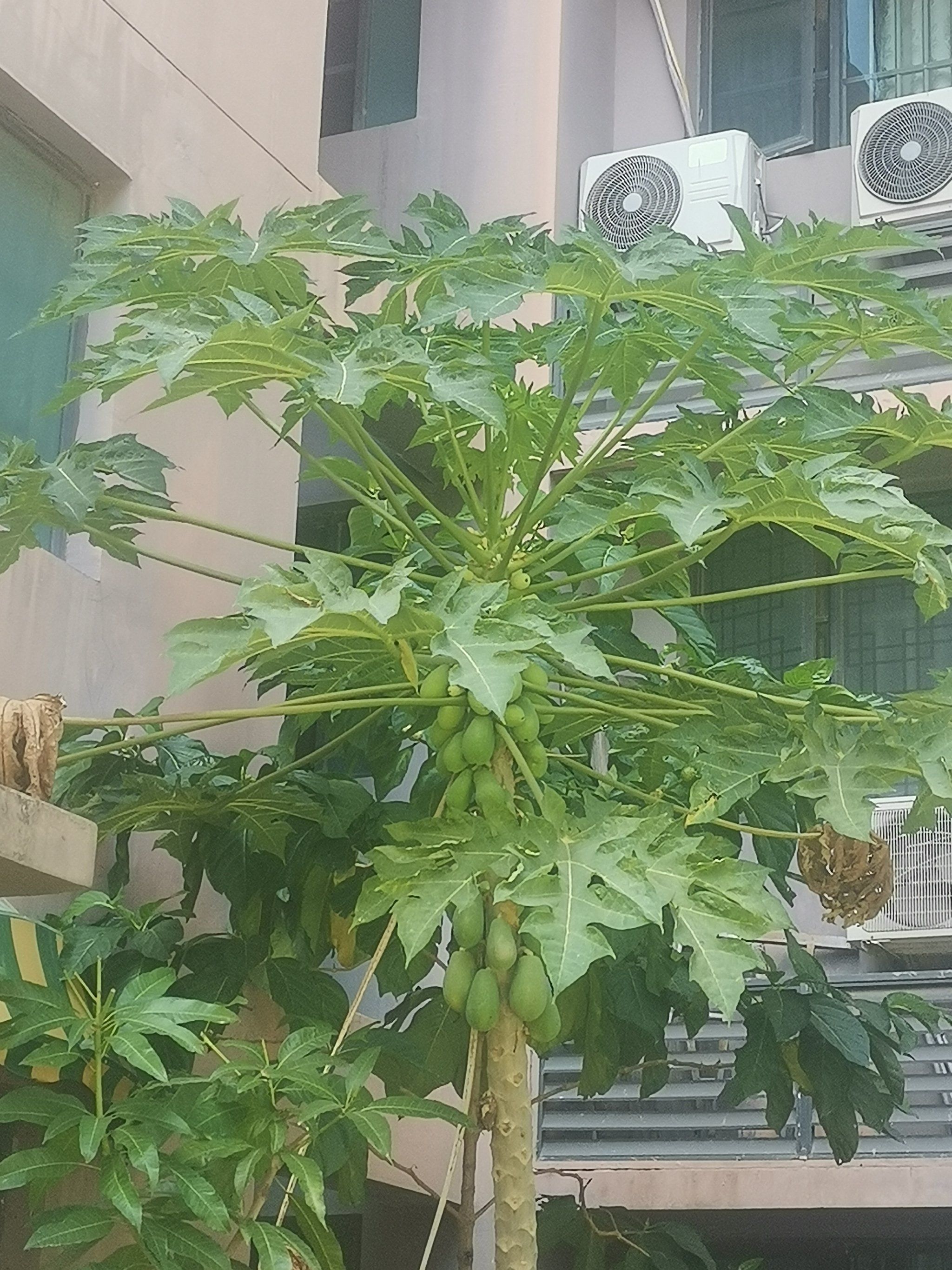 这是你见过最好的木瓜树嘛?