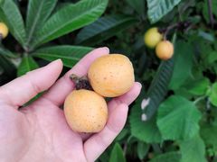 -郴州特产舜华临武鸭(郴州西站店)