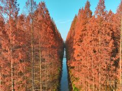 -东平国家森林公园
