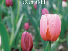 -成都市文化公园