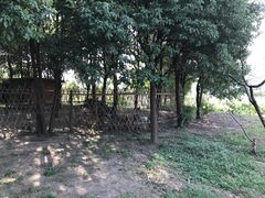 -田园东方蜜桃村的田野营地