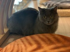 -飞行喵MR PILOT|猫舍·猫咖(静安大融城店)
