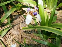 -广东茂名森林公园