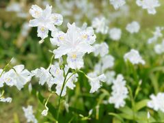 -国际非物质文化遗产博览园