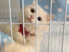 -荣耀金沙动物医院(清江西路店)