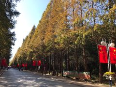 -日照海滨国家森林公园