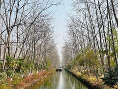 -合肥滨湖国家森林公园