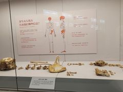 -北京大学赛克勒考古与艺术博物馆