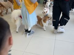 -怪兽屋·羊驼·猫咖·狗咖(俊华广场店)