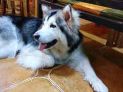 -李小姐の猫咖啡馆(五角场店)