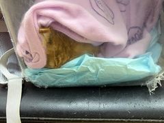-瑞派天宁宠物医院·猫科·异宠中心