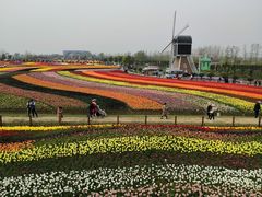 -荷兰花海