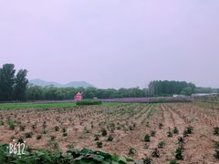 -北京东方普罗旺斯薰衣草庄园