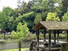 -中国大熊猫保护研究中心雅安碧峰峡基地