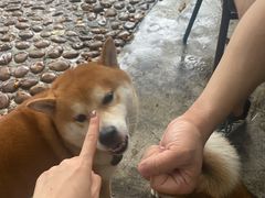 -柴犬高等学院·狗咖·柴犬售卖·宠物训练