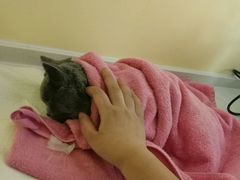 -瑞鹏宠物医院·爱宠堂·骨外专科(西荷分院)