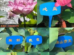 -朝阳公园