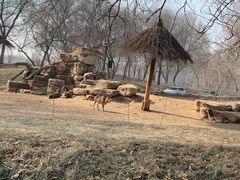 -北京野生动物园