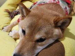 -逗柴咖啡屋·狗咖猫咖宠物桌游