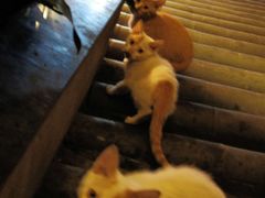 猫咪三只在近处-楚畹园