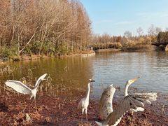 -溱湖国家湿地公园