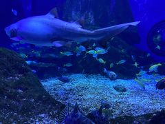 -海合安武汉极地海洋公园