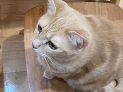 -是阿柴呀！柴犬咖啡·爱喵喵猫咖
