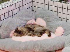 -十年猫舍·猫咪专门店(普陀店)