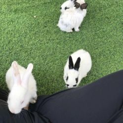 -萌宠亲子动物乐园(槐房万达店)