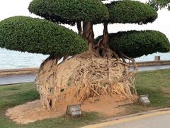 -海沧湾公园