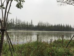 -上海长兴岛郊野公园