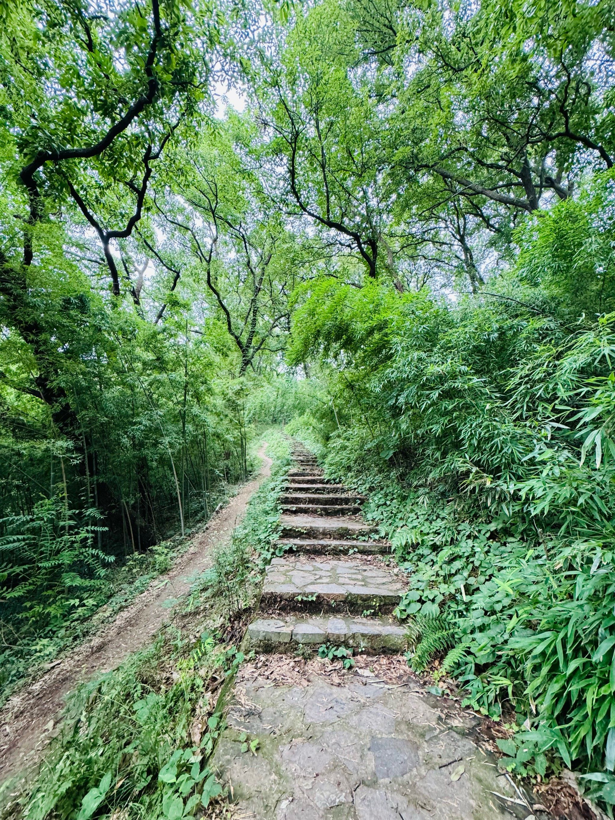曲径通幽的山间路绿意浓浓
