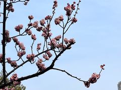 -红梅公园