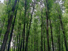 -林间山庄