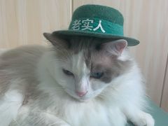 -绒爪撸猫下午茶·猫咖